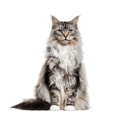 Maine Coon Cat - The complete guide to this majestic cat