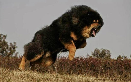 The strongest in nature survives!