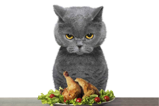 Why doesn't the cat eat?