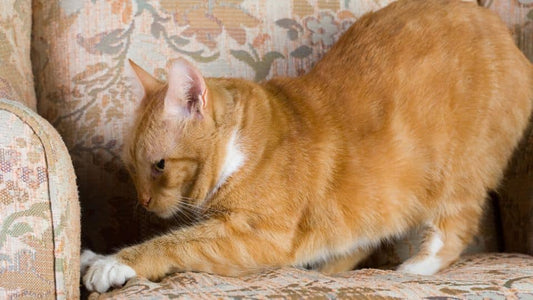 The cat makes a mess in the house