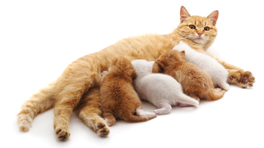 My cat is pregnant, what should I do?