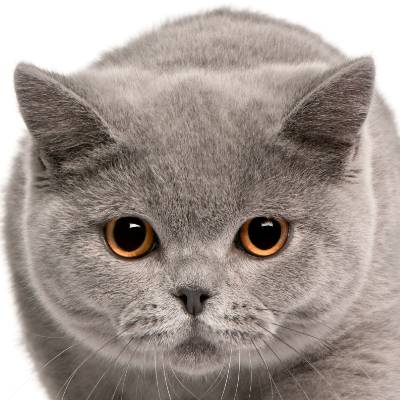 British Cat The Complete Guide!