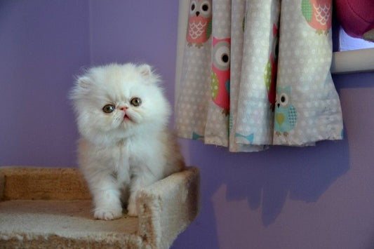 The complete guide on the Persian cat