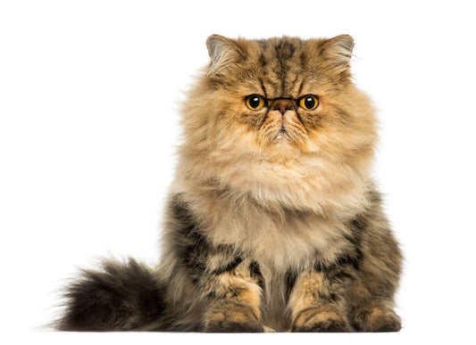 The complete guide on the Persian cat