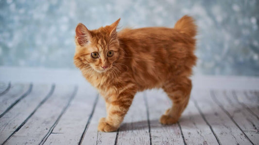 Corylee bobtail cat the complete guide