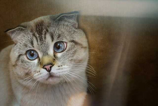 Scottish Fold cat breed - the complete guide