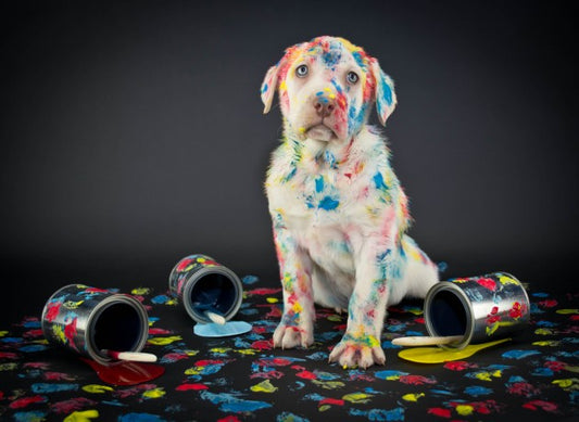 Behavioral problems are common in pets