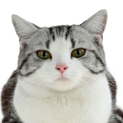 Is an American Shorthair the right breed for you?