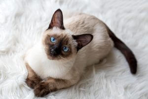 Siamese cat - the complete guide
