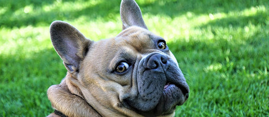 How to deal with pets that refuse to be treated?