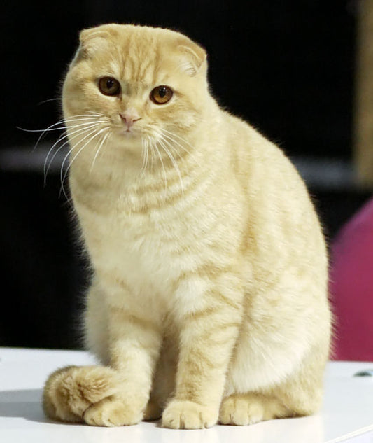 Scottish Fold cat breed - the complete guide