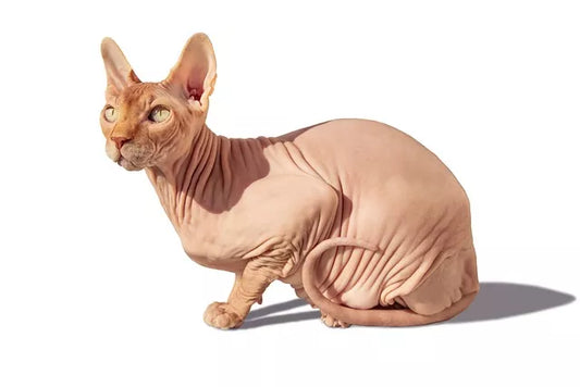 Revealing the magic of the sphinx cat