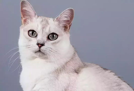 A complete overview of the Burmilla cat breed