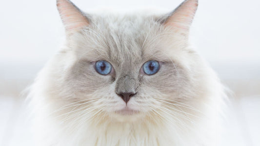 Discovering the unique personality traits of Lambkin cats