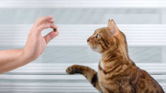 Cat education
