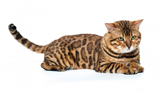 The history and characteristics of the Bengal cat breed