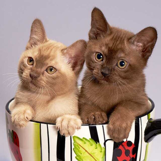 Burmese cat everything you need to know