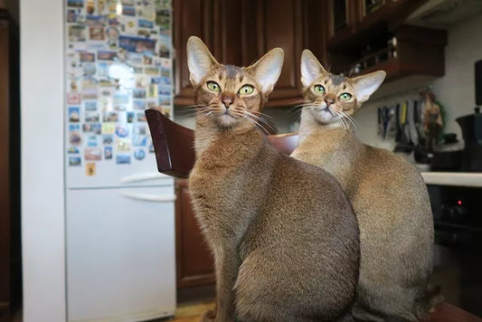 Abyssinian Cat: The Complete Guide to the Abyssinian Cat Breed
