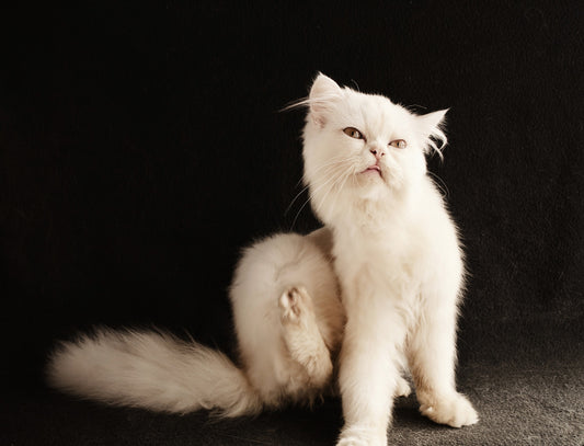 Fleas and ticks in cats