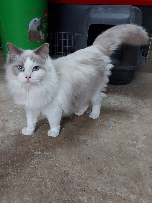 Let's discover the amazing world of a ragdoll cat: a complete guide