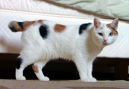 Mansx Cat: A Comprehensive Guide