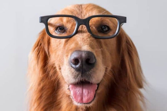 Which animals are considered smart?