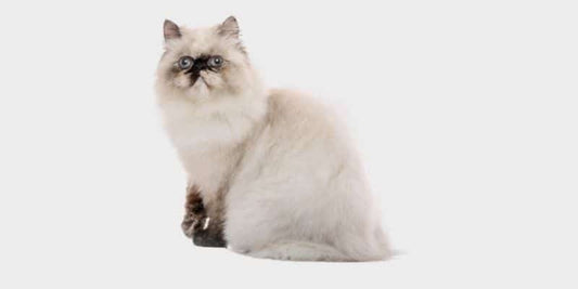 The complete guide on the Himalayan cat breed