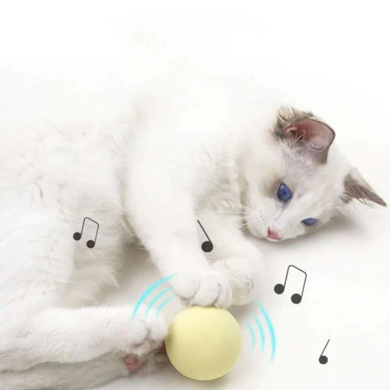 Play ball for the cat