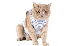 Clothes For Cats