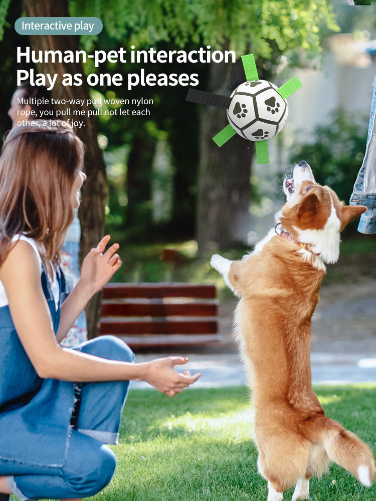 Dog Training Football