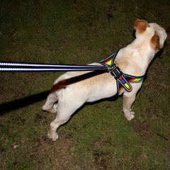 Pet Harness