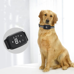 Pet Trainer
