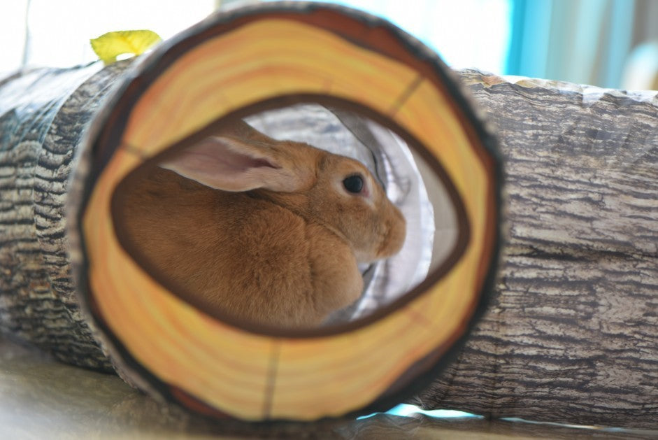 Cat tunnel