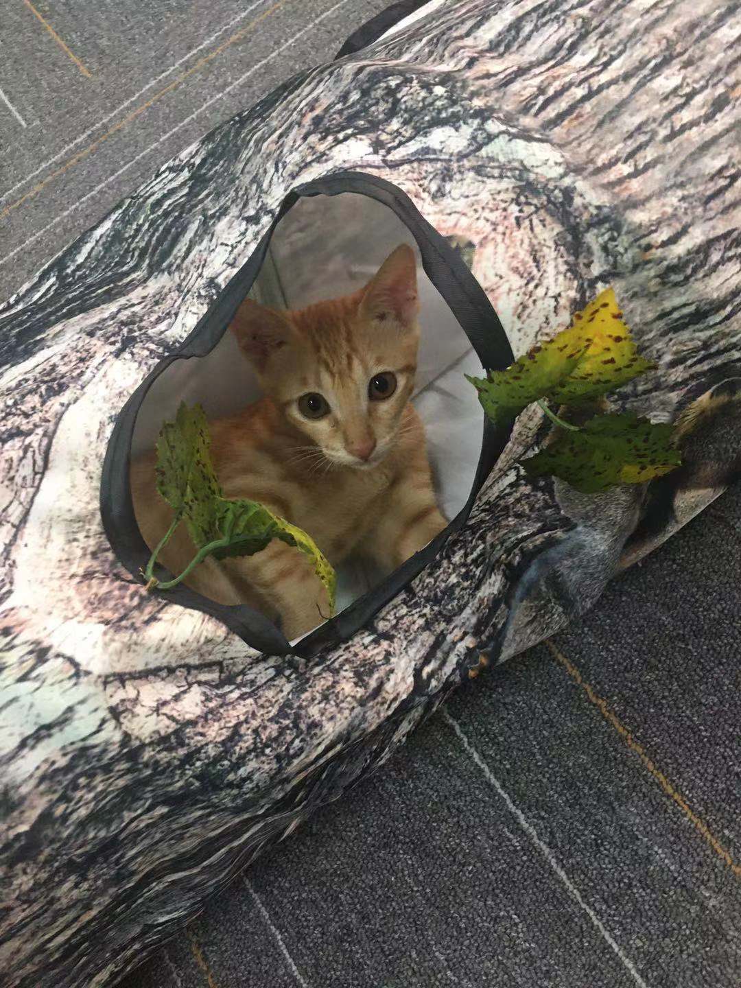 Cat tunnel