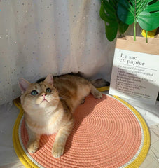 Cat Scratching Board